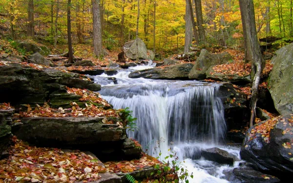 HD desktop wallpaper showcasing a serene forest stream with a gentle waterfall surrounded by autumn foliage and rocks, capturing the beauty of nature.