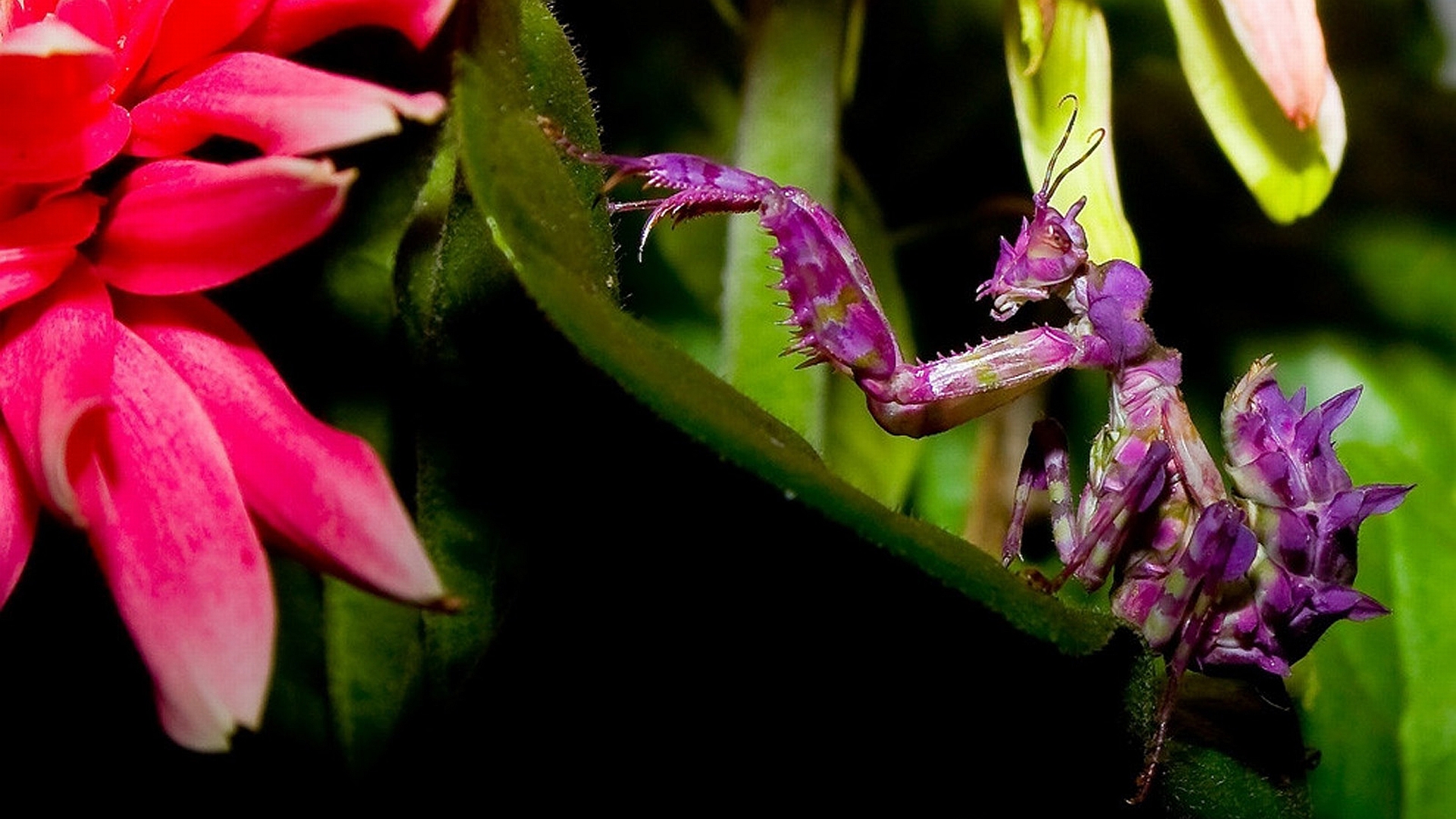Exquisite butterfly perched on a vibrant flower amidst nature.
