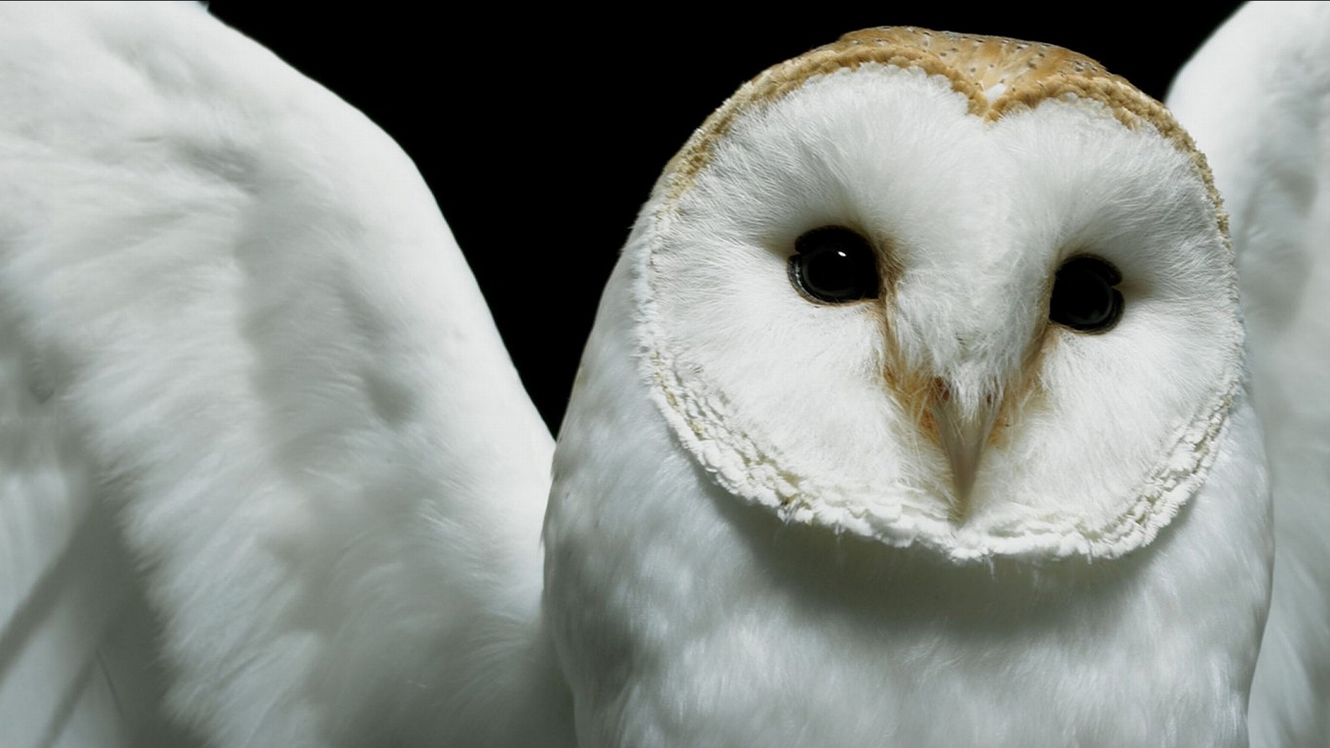 80+ Barn owl HD Wallpapers and Backgrounds
