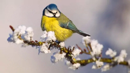  Eurasian Blue Tit (cyanistes caeruleus)