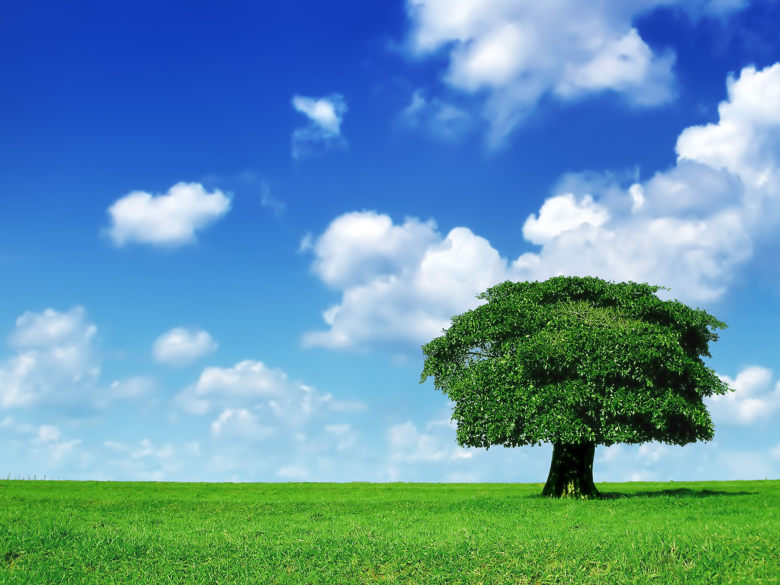 1600+ Tree HD Wallpapers and Backgrounds