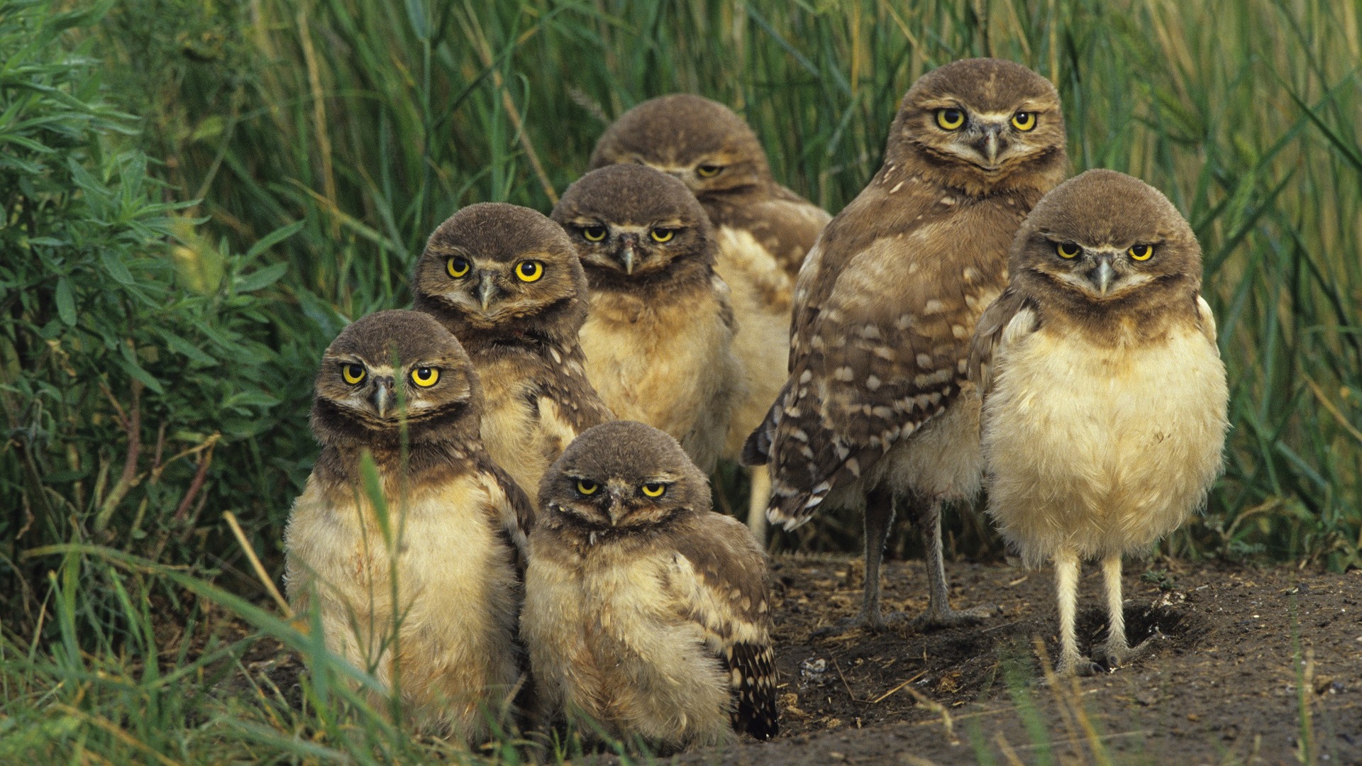 Animal Owl HD Wallpaper