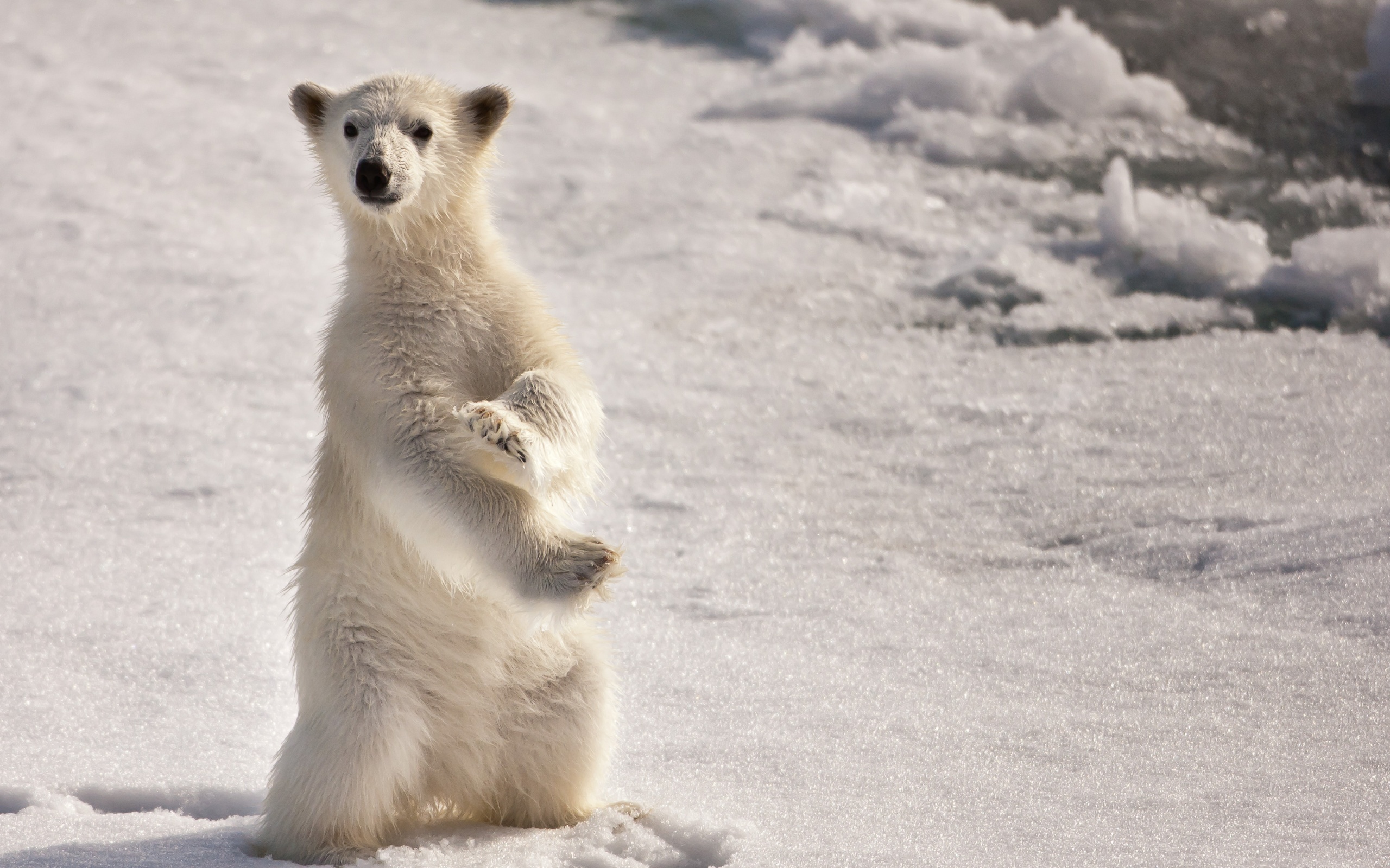 Polar bear in its natural habitat.