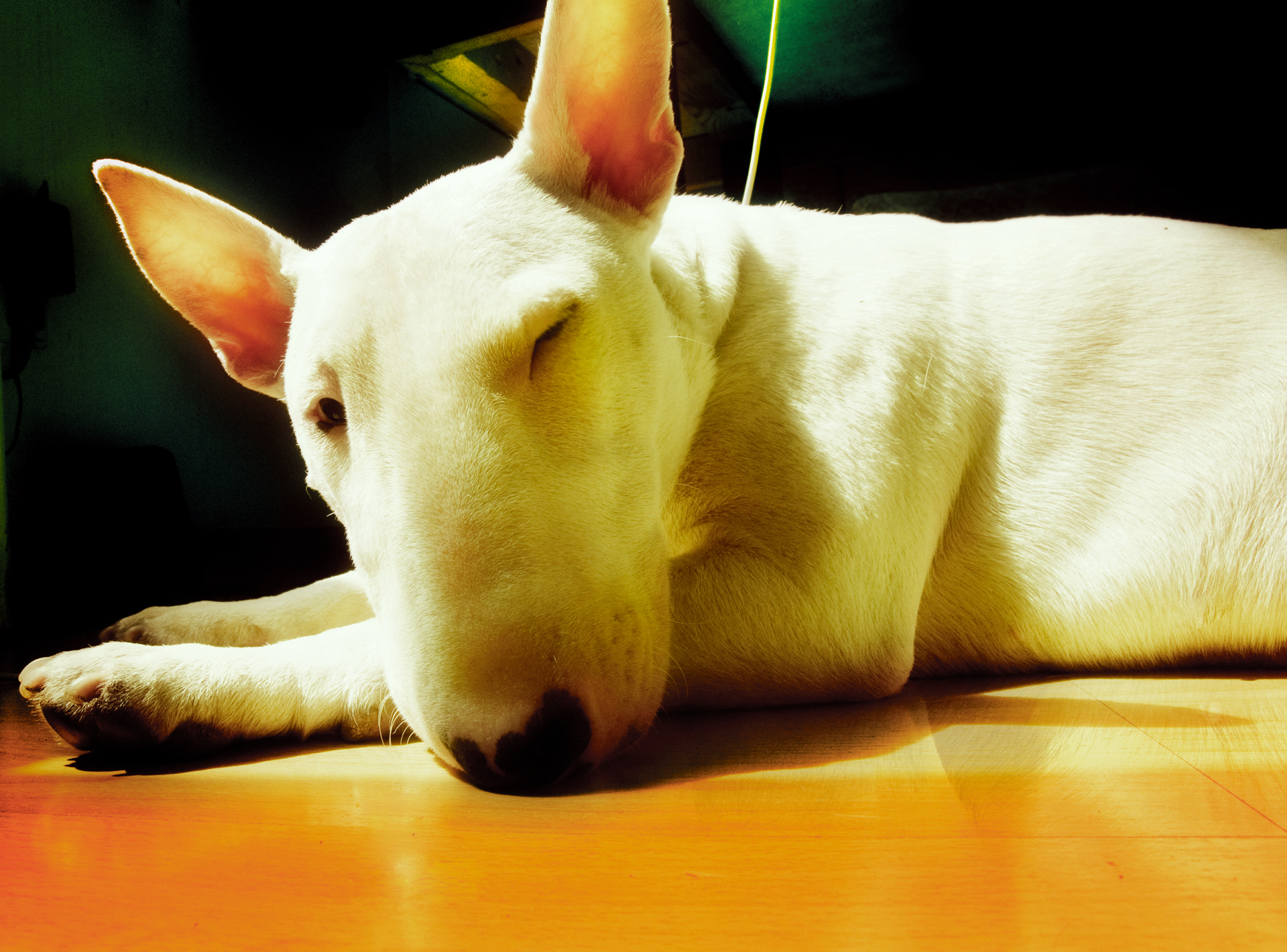 Animal Bull Terrier HD Wallpaper | Background Image