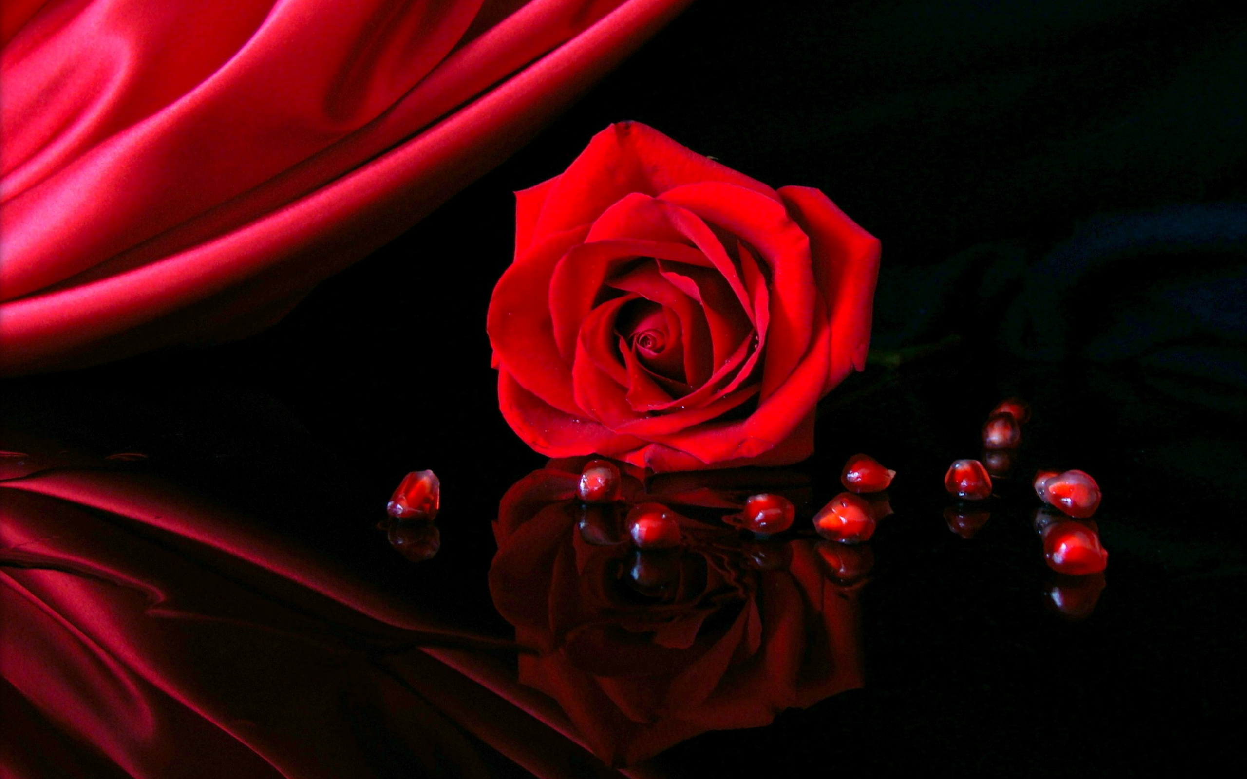 Rose Full Hd Wallpaper And Background 2560x1600 Id166607