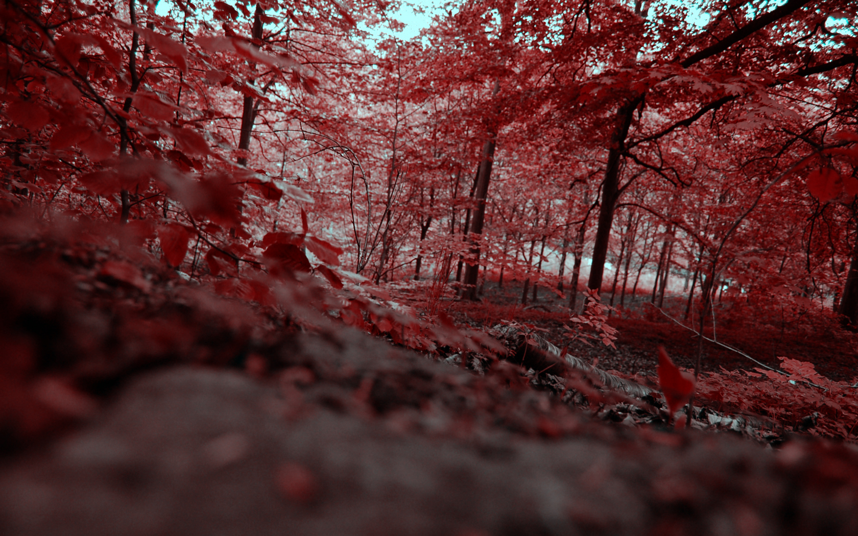 High definition desktop wallpaper featuring a vibrant red forest leaf.
