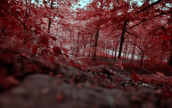 HD Wallpaper | Background Image ID:16687