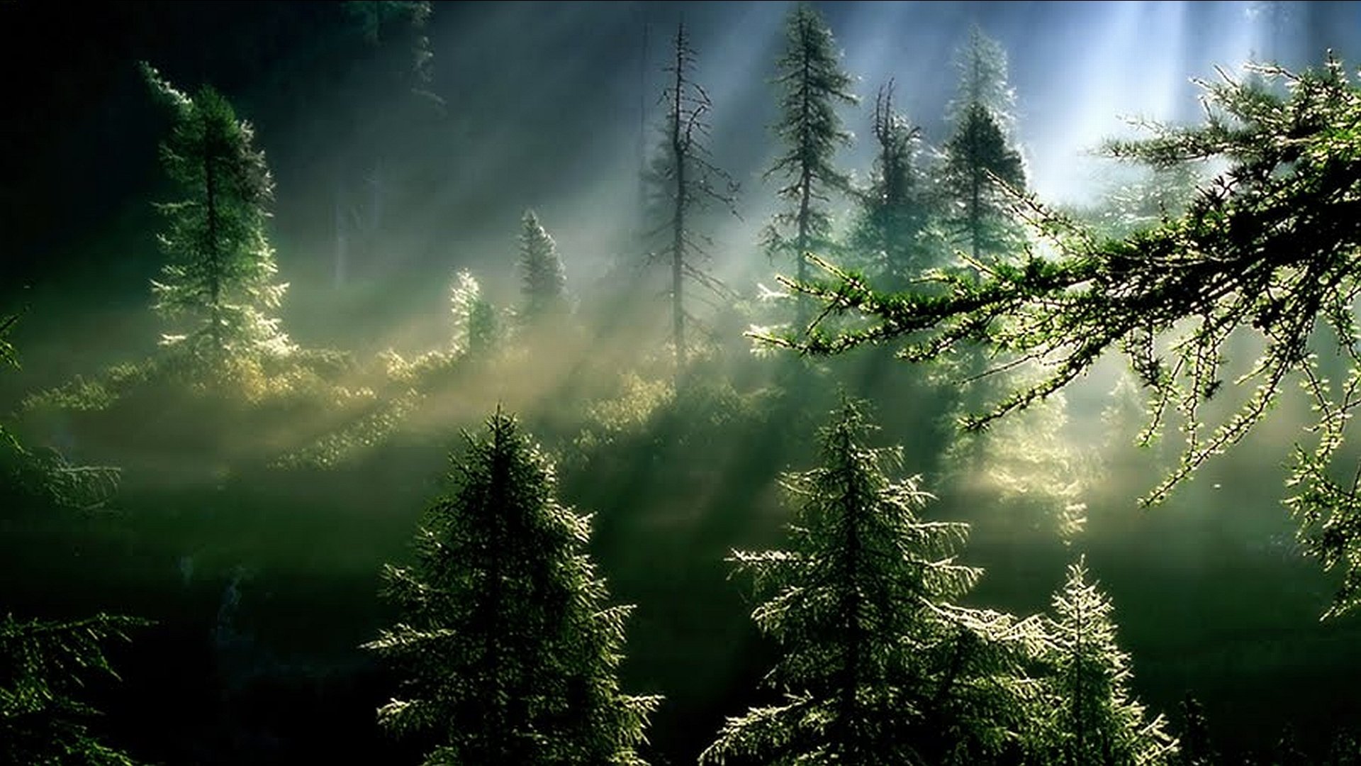 Scenic nature HD PC desktop wallpaper/background: sunbeams pierce mist over a dense evergreen forest, light dappling ferns and branches.