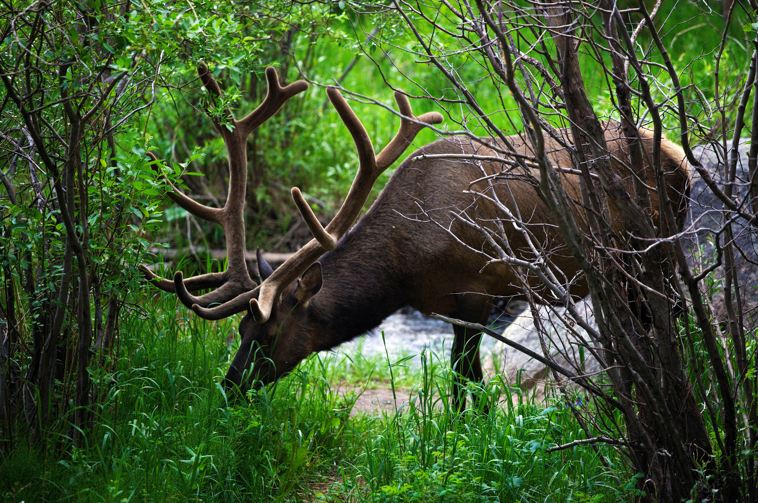 Elk HD Wallpapers | Background Images
