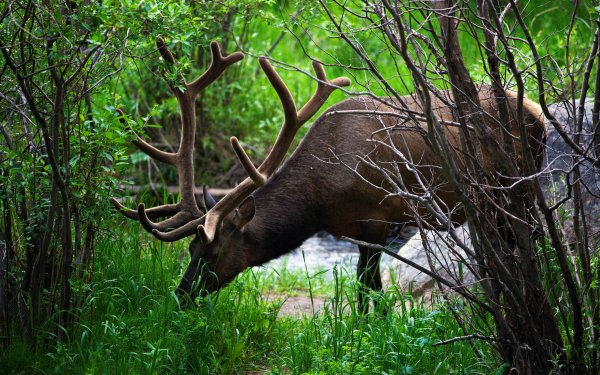 Animal Elk Deer HD Wallpaper | Background Image
