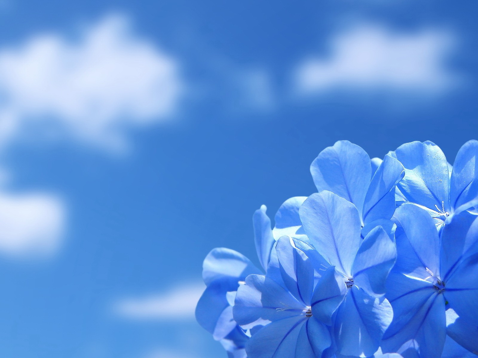 420+ Blue Flower HD Wallpapers and Backgrounds