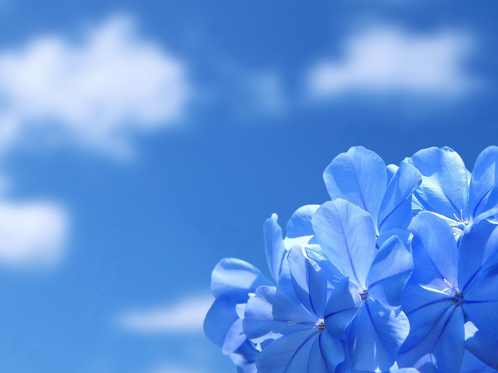 blue flowers wallpaper