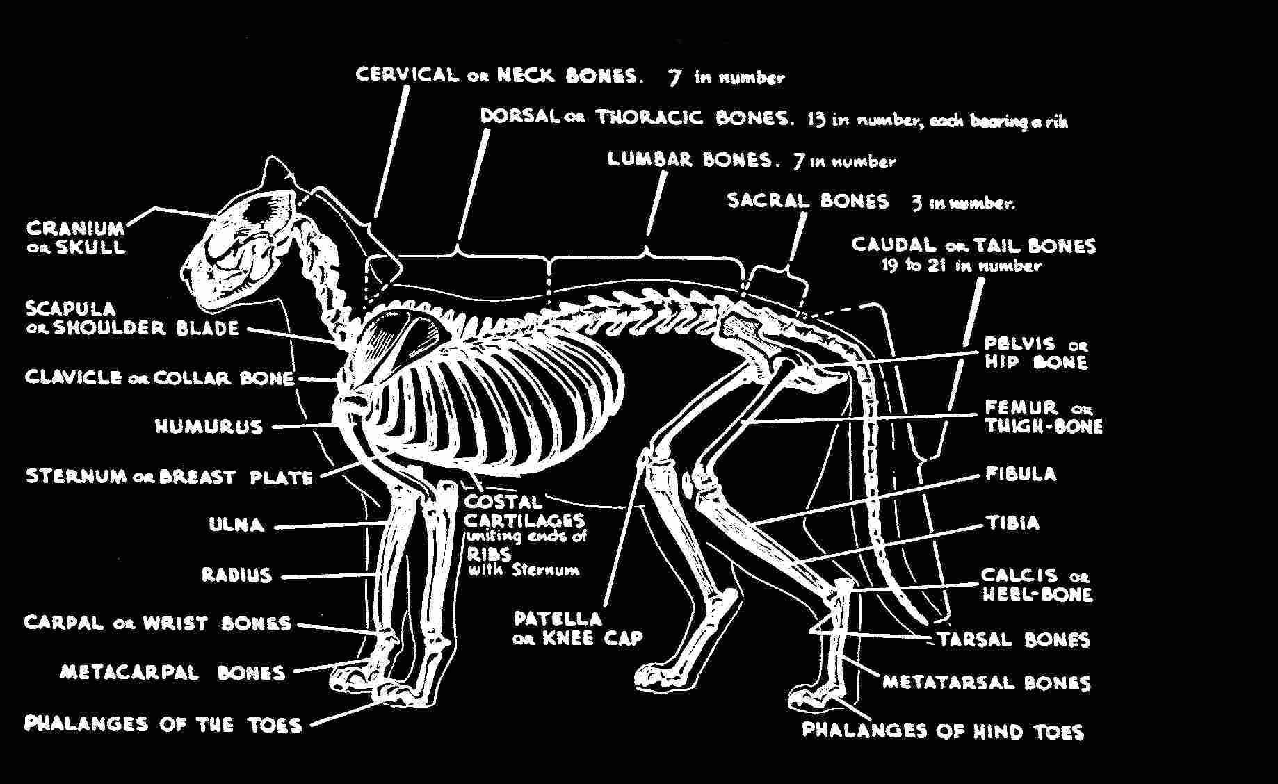 Скелет кота с названием костей
