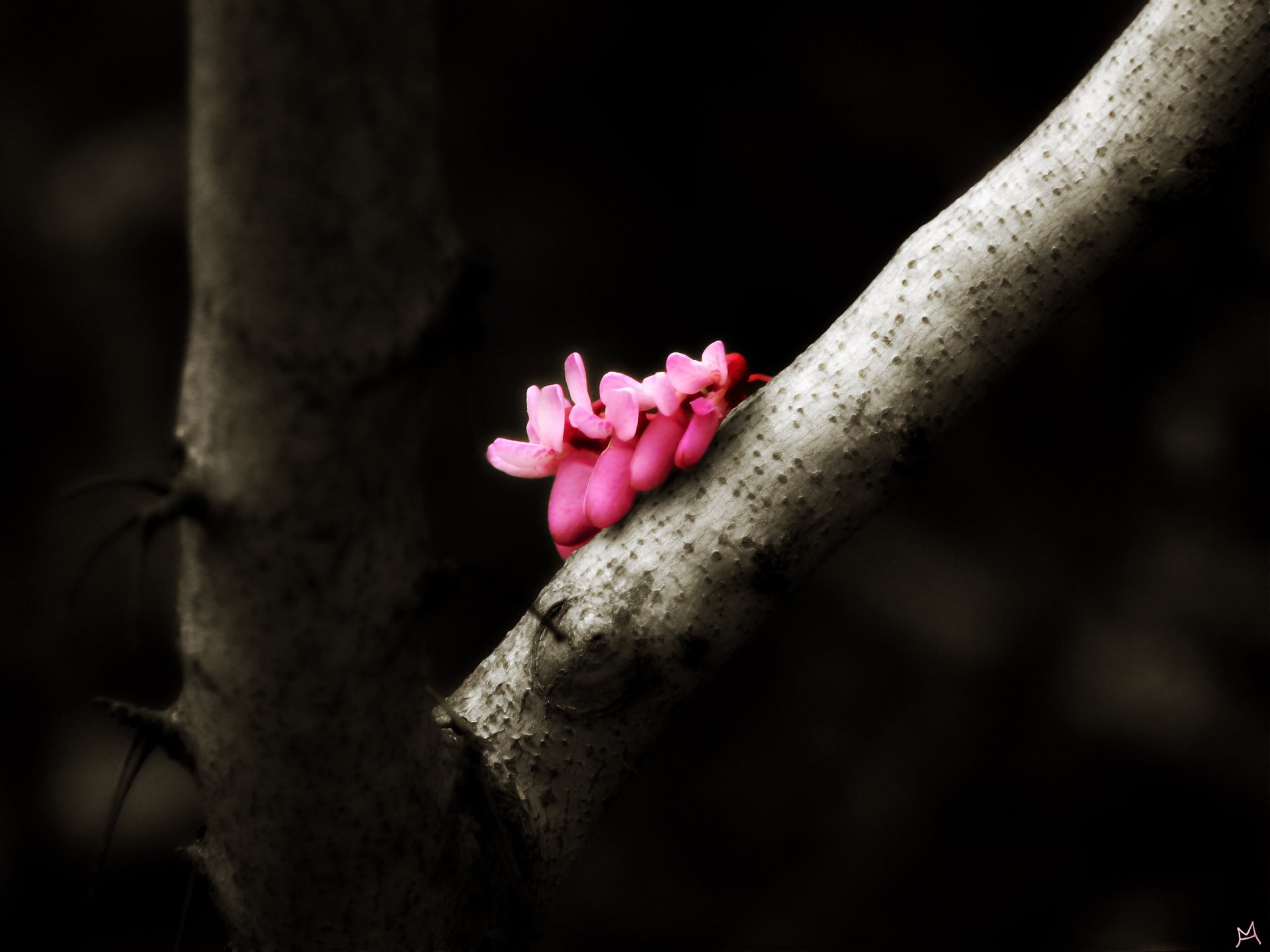Download Nature Flower Pink Branch Macro HD Wallpaper