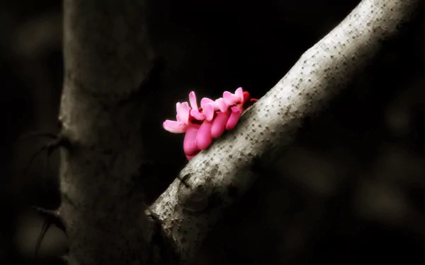 nature flower pink branch macro HD Desktop Wallpaper | Background Image