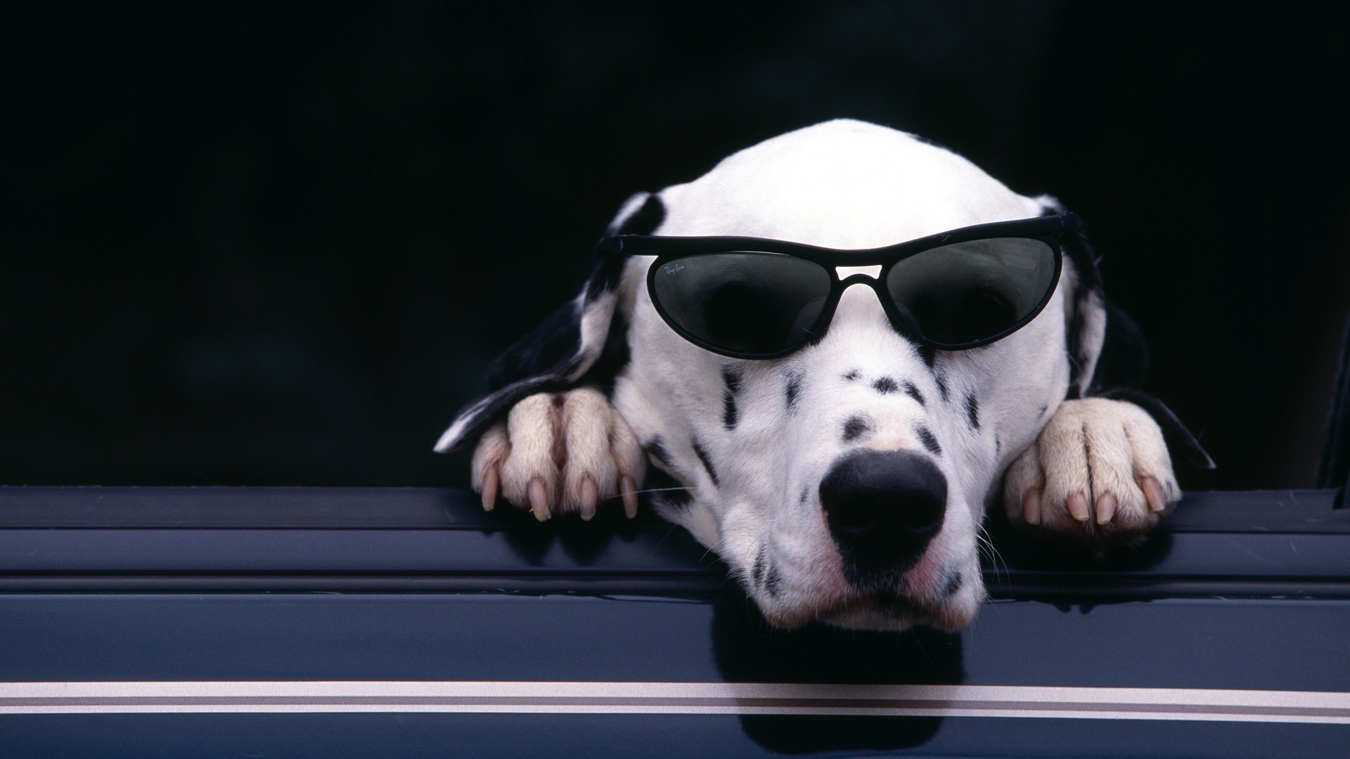Animal Dalmatian HD Wallpaper | Background Image