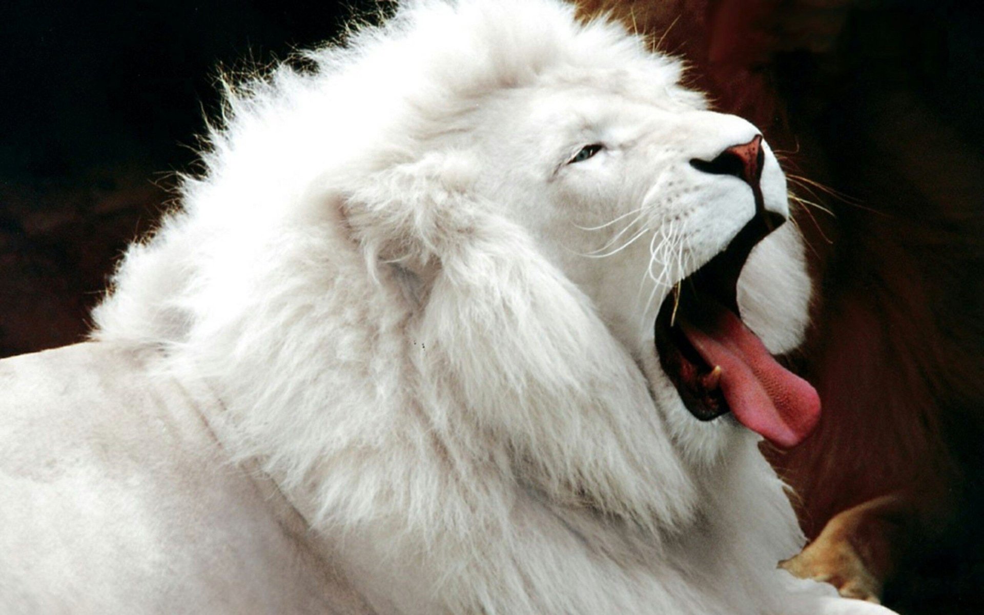 Lion animals big cat cat king white lion HD phone wallpaper  Peakpx