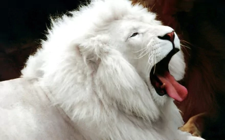 HD desktop wallpaper featuring a white lion with its mouth open, showcasing its vibrant pink tongue and white mane, providing a striking and majestic animal background.