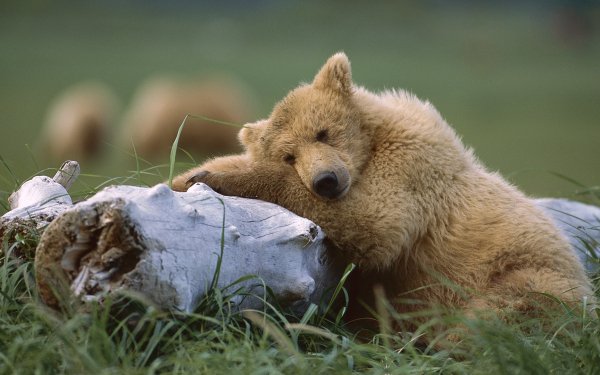 Animal Bear Bears Grizzly Bear Katmai National Park Alaska Brown Bear Resting Log Cute HD Wallpaper | Background Image