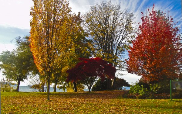 Photography Fall Tree Season HD Wallpaper | Background Image