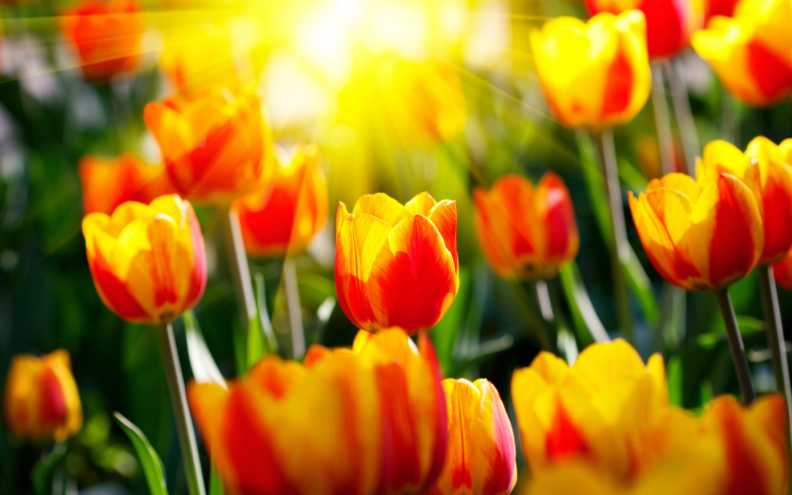 Tulip Full HD Wallpaper and Background Image | 2560x1600 | ID:179227