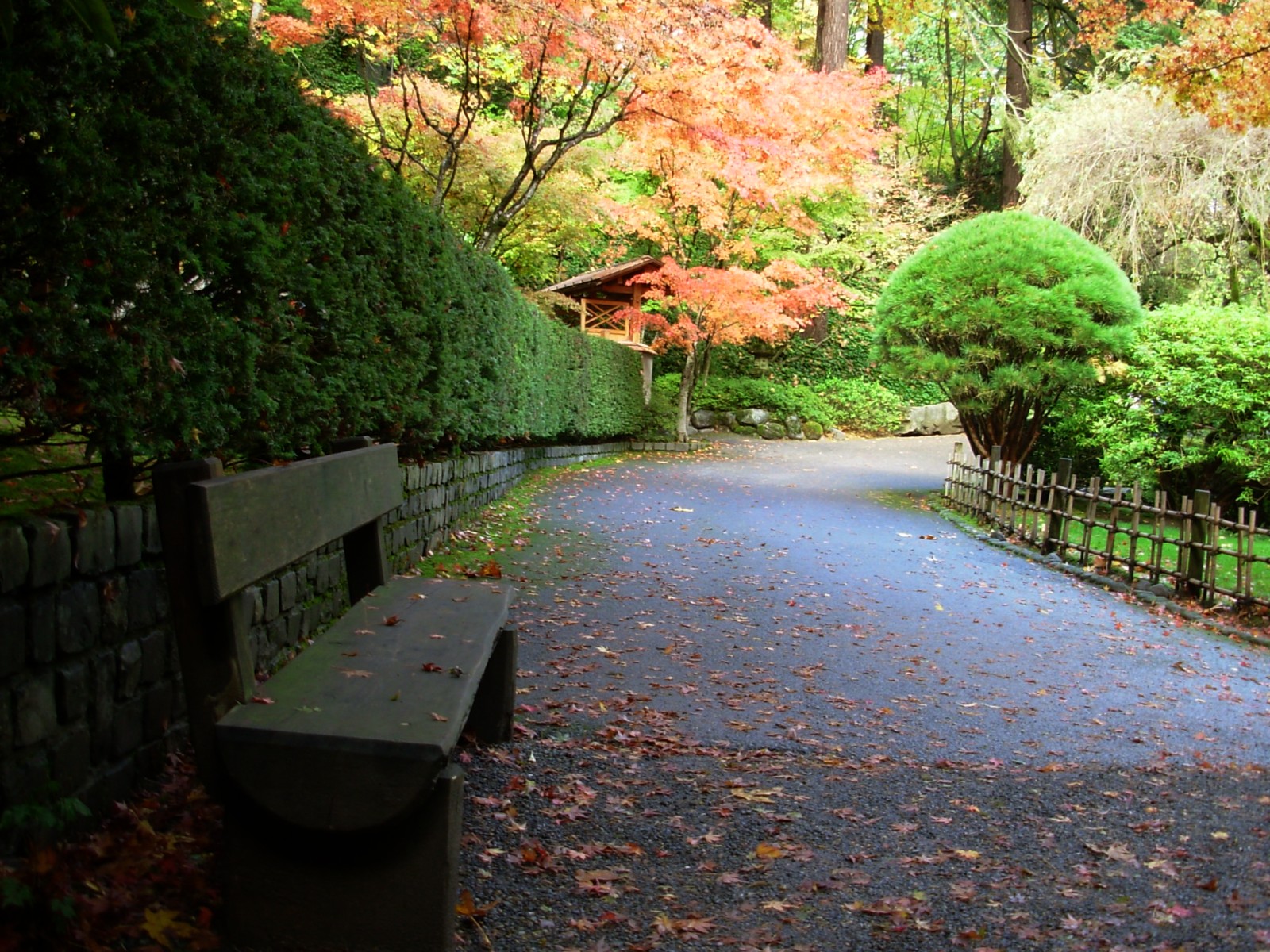 A serene path leading to a tree beside a bench.