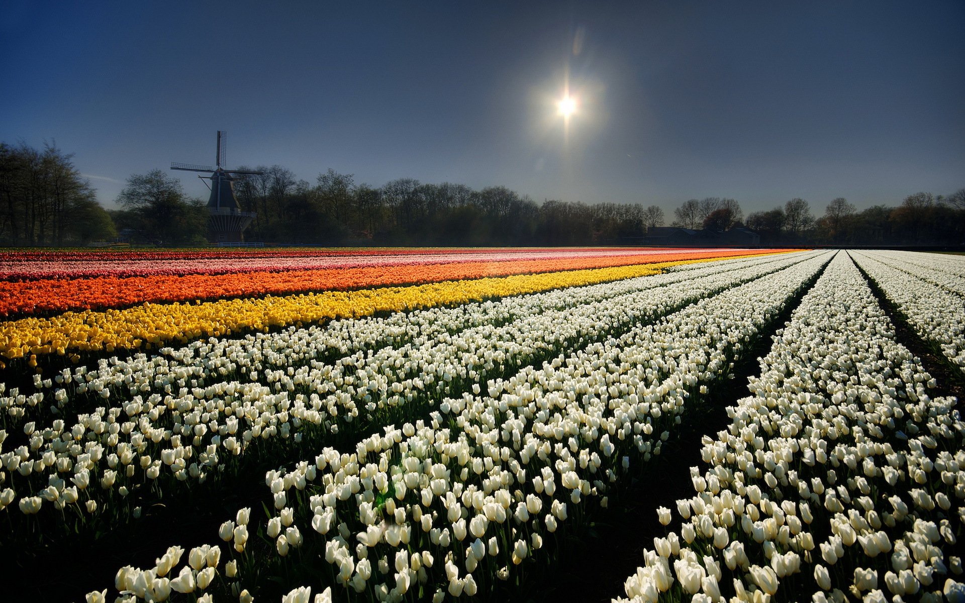 Download Flower Colors Windmill Nature Tulip HD Wallpaper | 1920x1200 ...