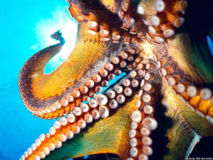 Animal octopus HD Desktop Wallpaper | Background Image