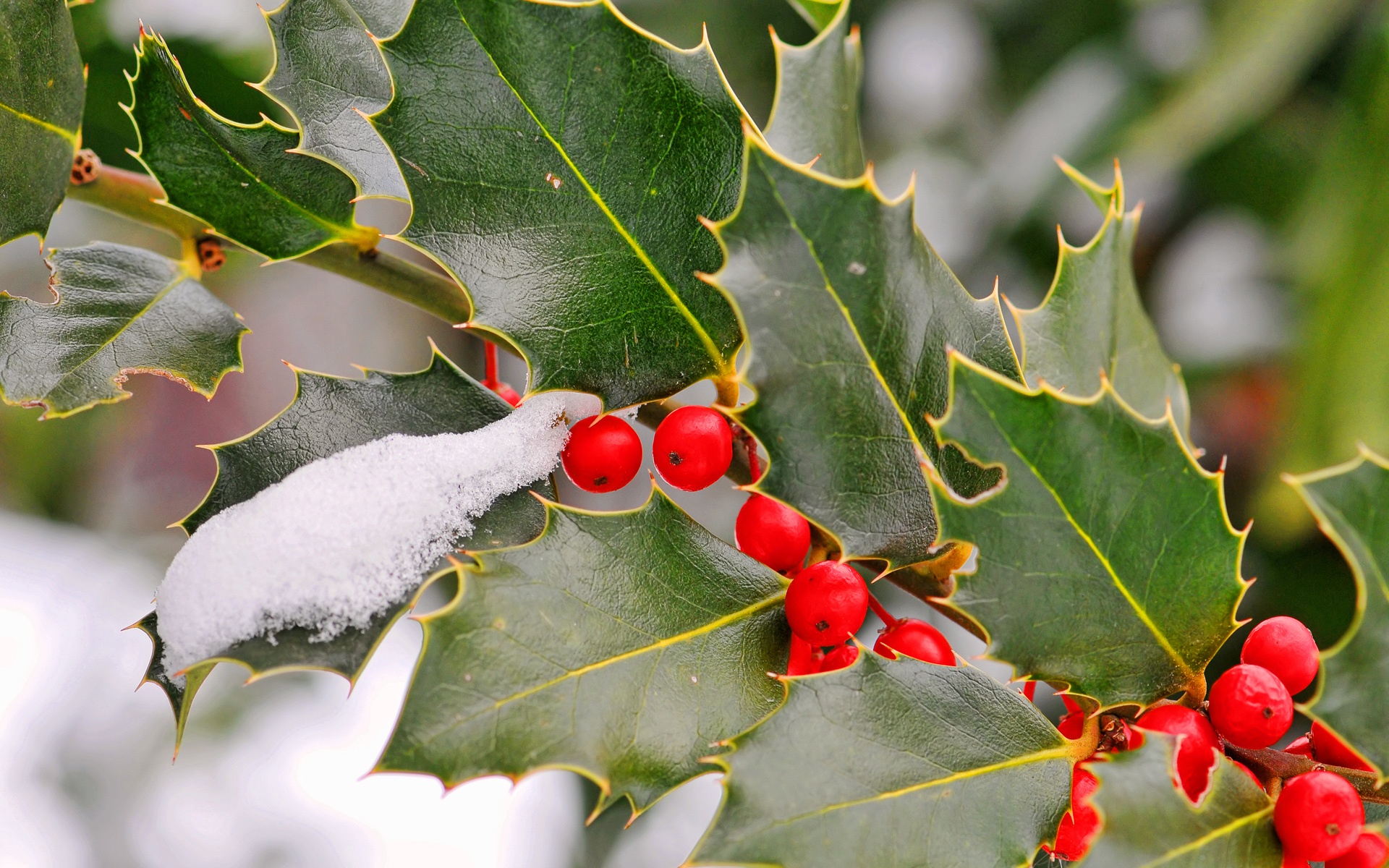 holly berries HD Wallpaper | Background Image | 1920x1200 | ID:180837