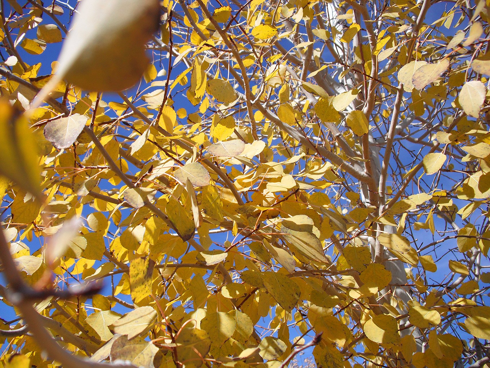 Fall by Gun665