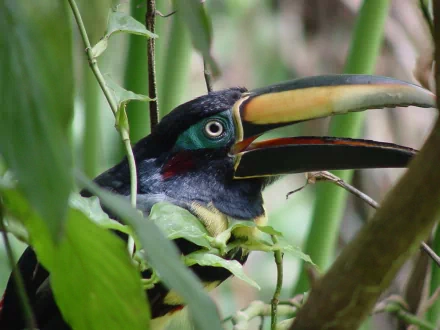 HD PC desktop wallpaper featuring a vibrant toucan perched among lush green foliage in its natural habitat.