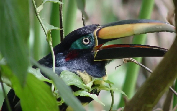 Animal toucan HD Desktop Wallpaper | Background Image