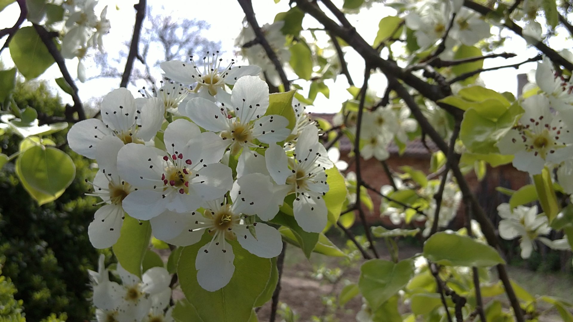 Download Photography Flower Nature Blossom HD Wallpaper by mitko935