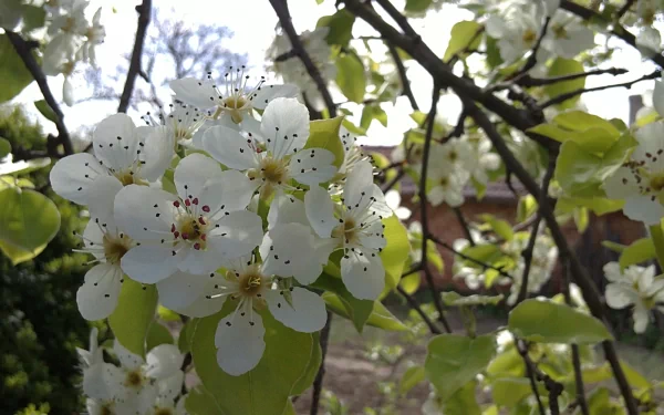 photography flower nature blossom HD Desktop Wallpaper | Background Image