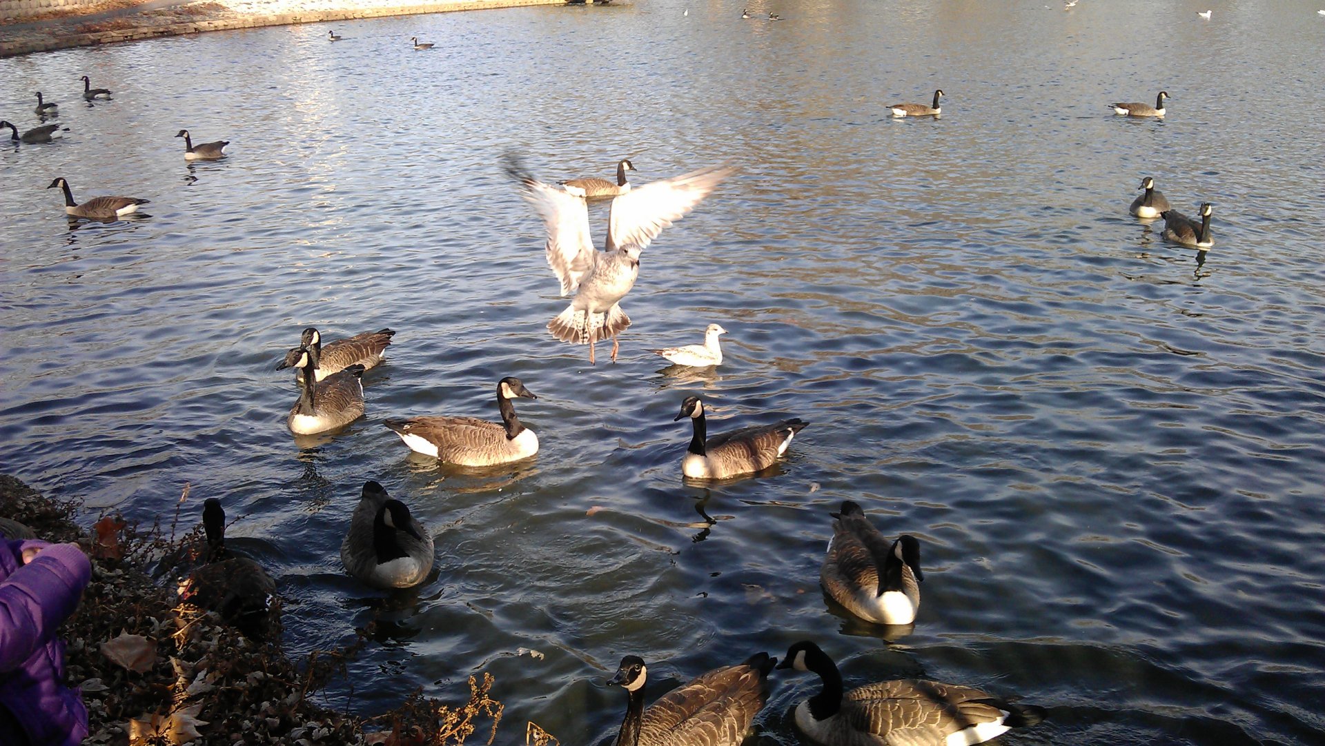 HD desktop wallpaper showing a group of ducks swimming and flying over a calm lake under natural daylight.