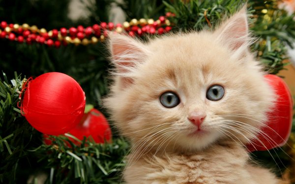 Animaux Chat Félins Kitten Noël Christmas Ornaments Fond d'écran HD | Image