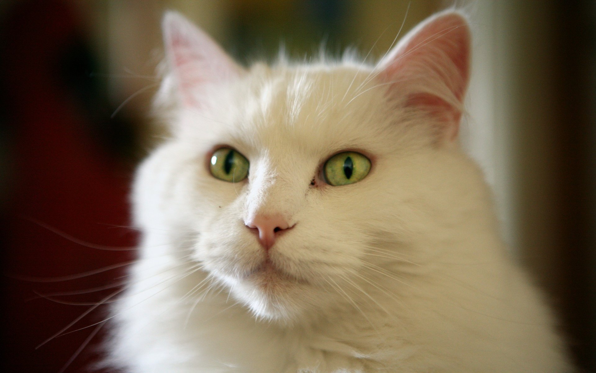 Тайский кот альбинос