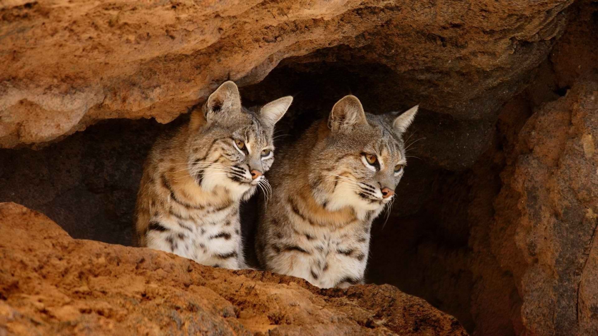 Bobcat HD Wallpaper | Background Image | 1920x1080 | ID:188557