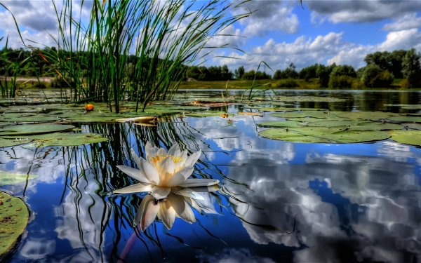 Terre/Nature Nénuphar Fleurs Pond Lac Réflection Fleur Fond d'écran HD | Image