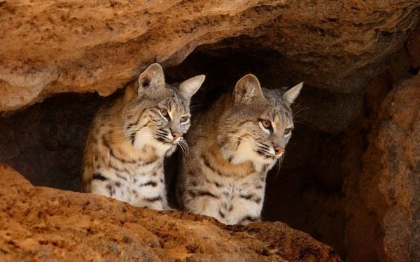 Animal Bobcat Cats Arizona-Sonora Desert Museum Tucson Arizona Cave HD Wallpaper | Background Image