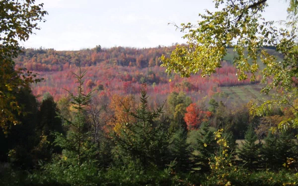  Autumn