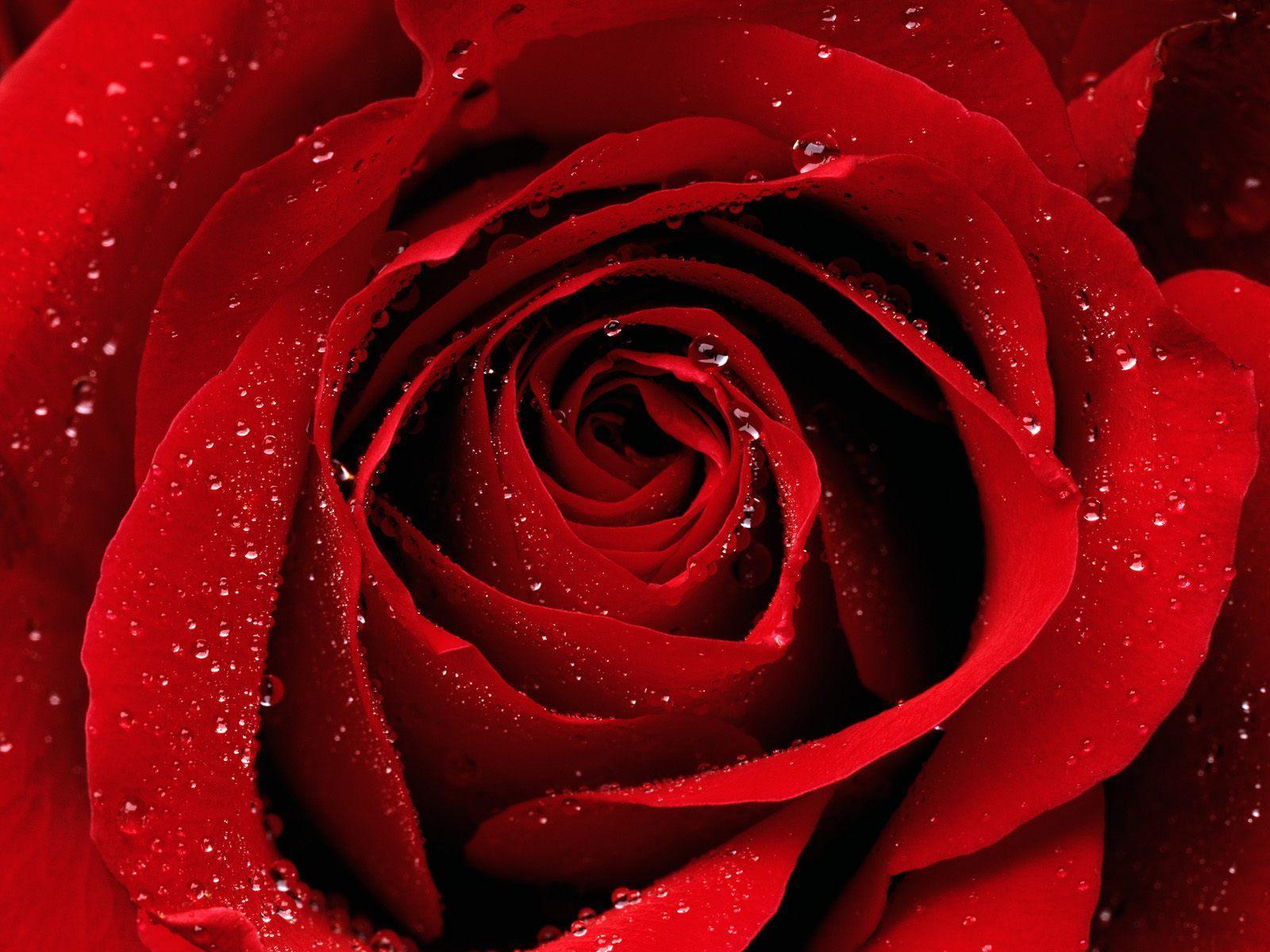 Red rose on a desktop wallpaper.