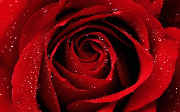 Earth Rose Flowers Red Rose HD Wallpaper | Background Image