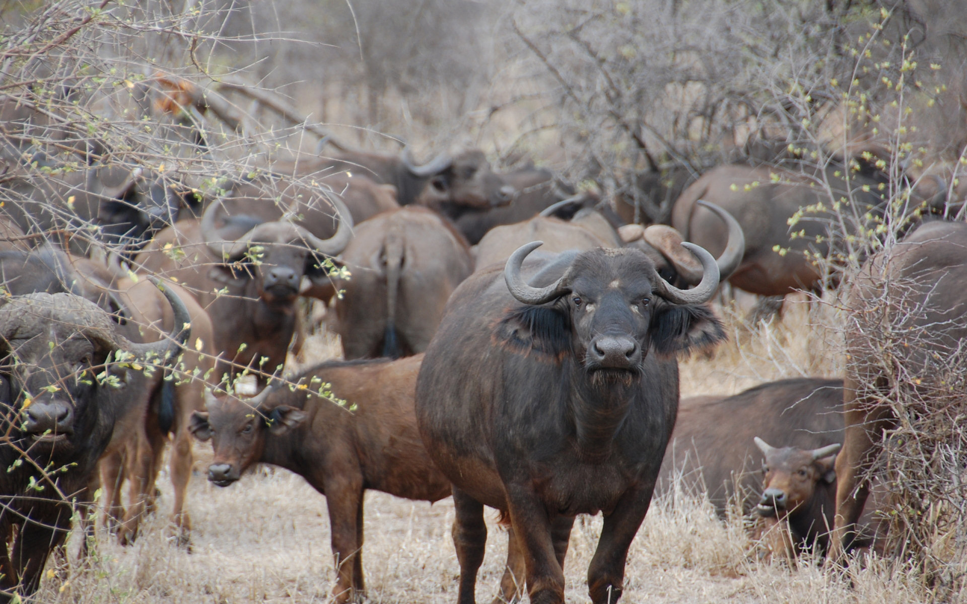 Animal Water Buffalo HD Wallpaper | Background Image
