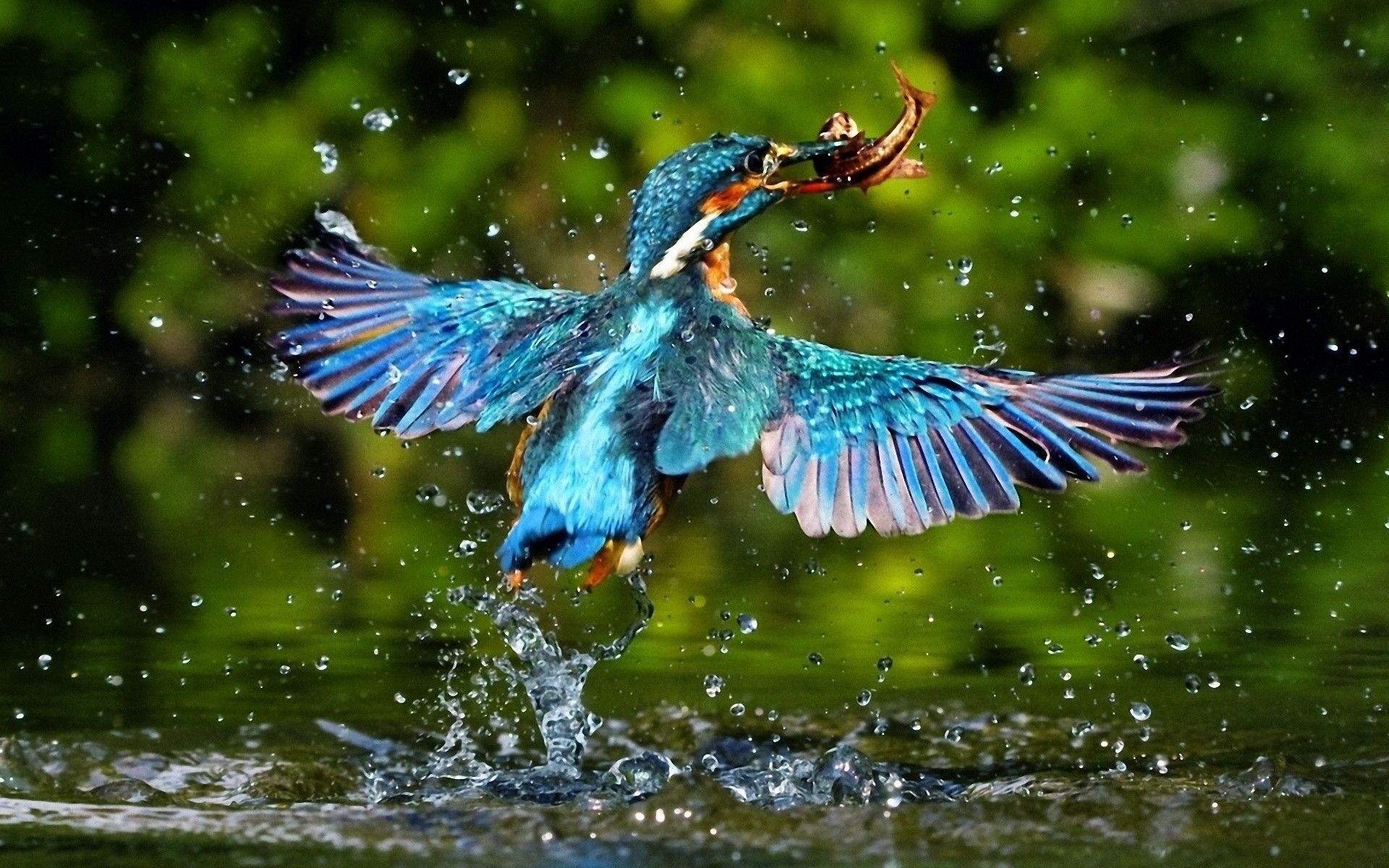 Kingfisher HD Wallpaper