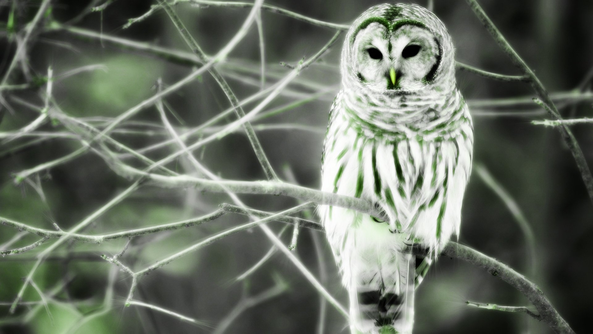 Download Fractal Green Owl Animal Barred Owl HD Wallpaper