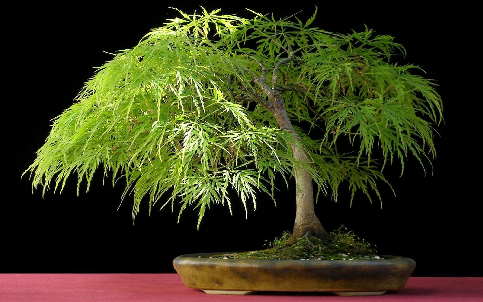 Japan Bonsai Full HD Wallpaper and Background Image | 1920x1200 | ID:194937