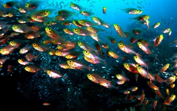 Animal Fish Fishes HD Wallpaper | Background Image