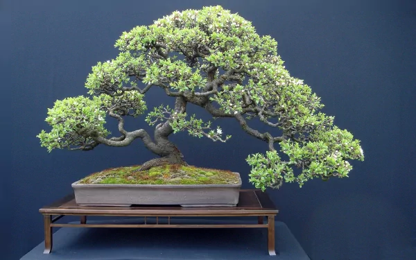 HD desktop wallpaper of a beautifully shaped bonsai tree on a wooden stand, set against a dark blue background, highlighting its natural beauty and intricate detailing.
