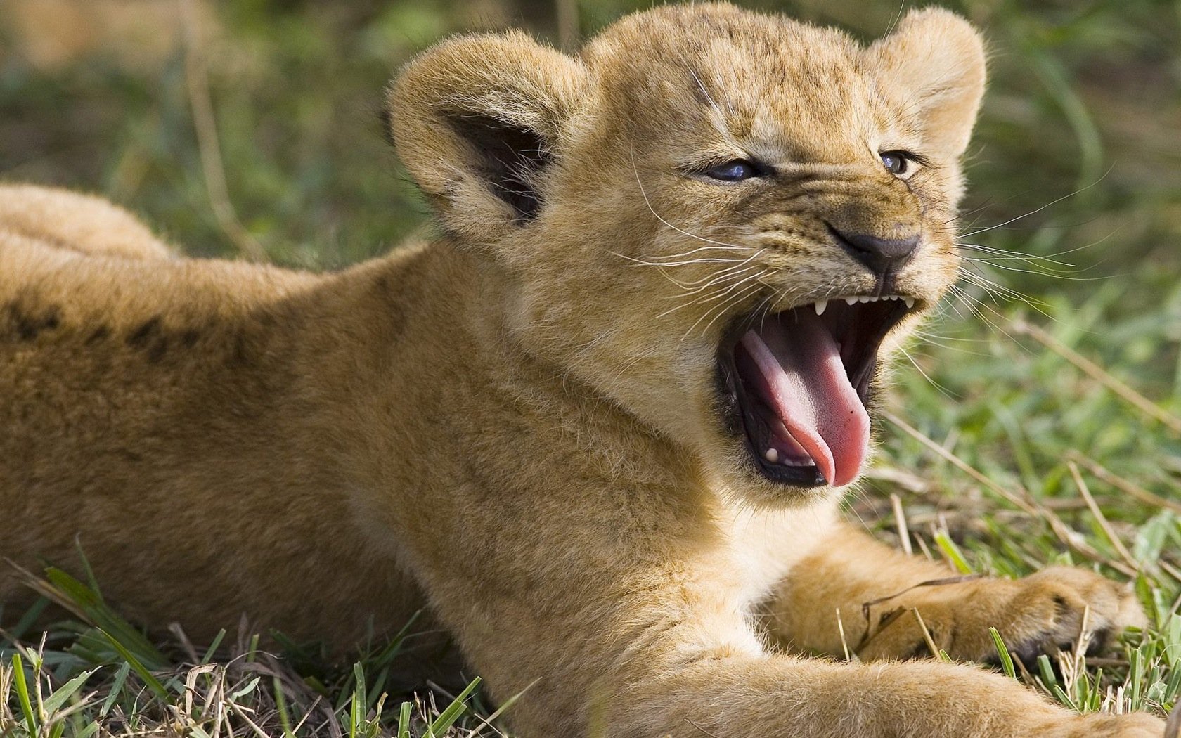 HD PC desktop wallpaper/background showing a lion cub animal yawning in grass, soft golden fur and an open mouth.